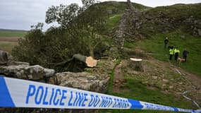 L'arbre Sycamore Gap abattu, derrière un cordon de police, le long du mur d'Hadrien, près de Hexham, le 28 septembre 2023.