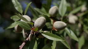 Après avoir quintuplé de valeur en 6 ans, le cours des amandes repart sur une violente baisse, plus de 40% en quelques mois. Baisse de la demande, récoltes trop abondantes, les cours sont en chute libre... et personne n'en voit le bout.