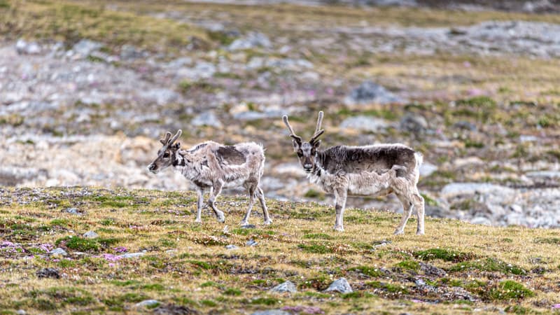 "Aucune hypothèse précise": la mort "très inhabituelle" de rennes dans l'Arctique interroge les chercheurs