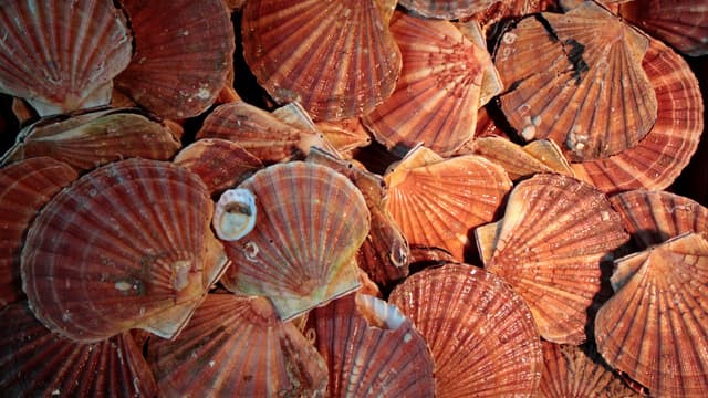 Coquille Saint-Jacques - Image d'illustration