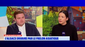 Bonjour Alsace du vendredi 14 novembre 2025