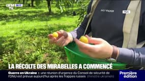 Un début positif pour la récolte des mirabelles