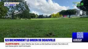 Deauville: l'entretien minutieux du golf