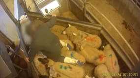 Un employé de l'abattoir de Meaux piétine des moutons.