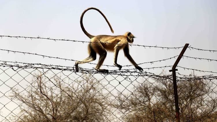 Les langurs font partie d'une des espèces les plus menacées au monde.