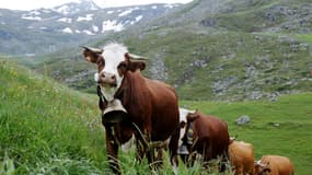 Des vaches (Photo d'illustration)