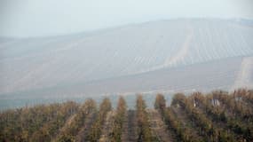 Un champ de vignes - Image d'illustration