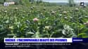 Alpes-de-Haute-Provence: la production des pivoines explose cette année à Gréoux