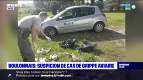 Pas-de-Calais: suspicion de cas de grippe aviaire