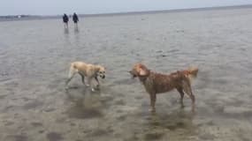 Dans la baie de Tampa, en Floride, les chiens profitent de la plage dénuée d'eau pour s'amuser