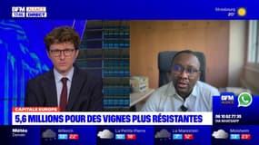 Capitale Europe du jeudi 13 juin - Des vignes renforcées en développement 