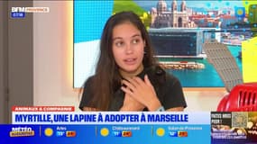 Animaux & Compagnie: Myrtille, une lapine à adopter à Marseille