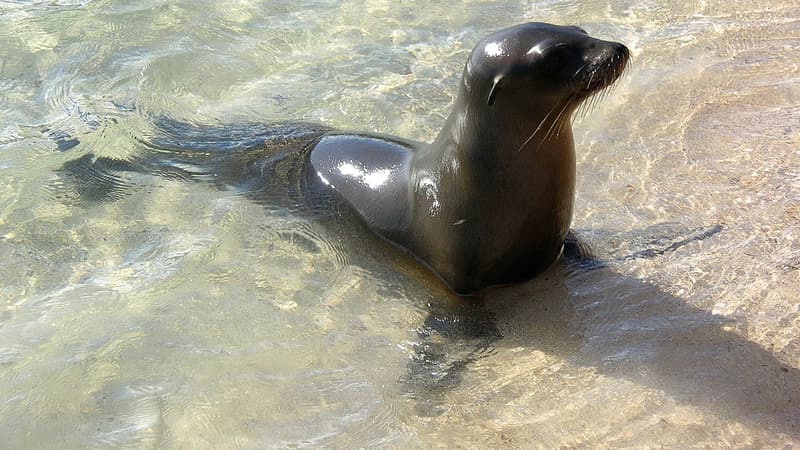 Une otarie sur les îles Galapagos en 2006