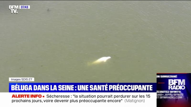 D'importants moyens mobilisés pour sauver le béluga localisé dans la Seine, à seulement 70 kilomètres de Paris