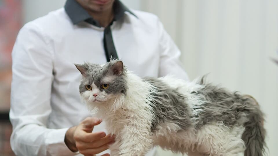 Un véritable chat Selkirk Rex
