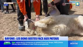 Bayons: une formation sur les bons gestes à adopter face aux patous