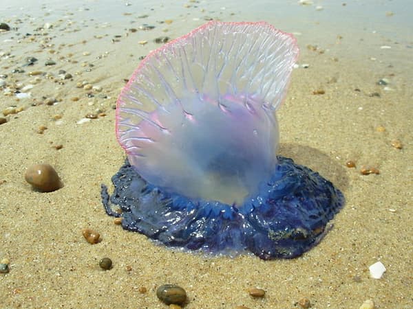 La Galère portugaise, physalie, fait partie du neuston, une catégorie d'organismes aquatiques liés à la surface.