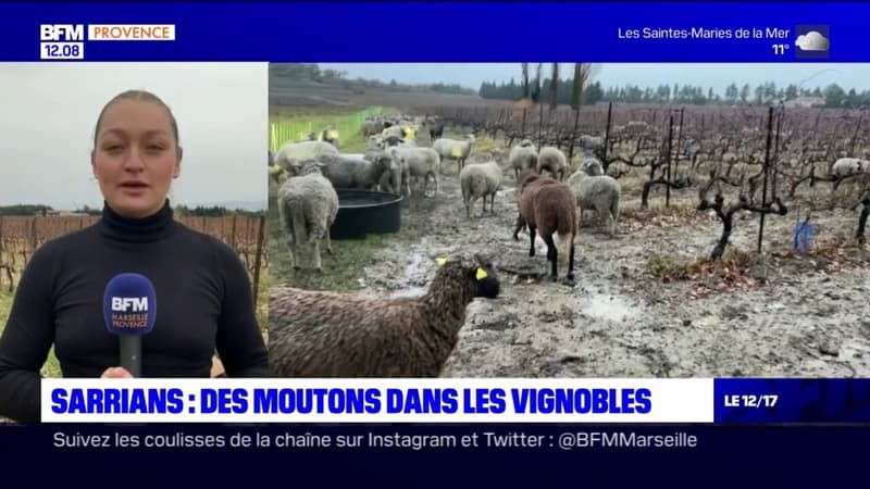 Sarrians: des moutons dans les vignobles