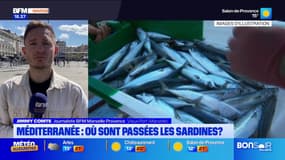 Méditerranée : où sont passées les sardines ? 