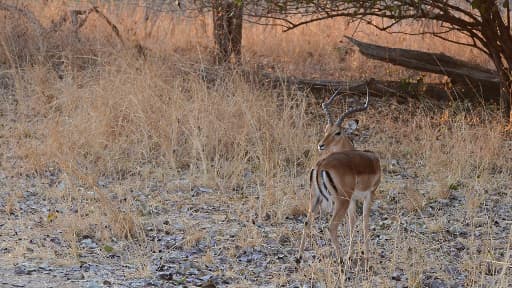 Un impala, espèce non protégée de gazelle vivant en Zambie, que le couple français était accusé d'avoir tué pour récupérer un trophée.
