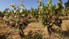 Vignes desséchées par la canicule de fin juin, dans l'Hérault.