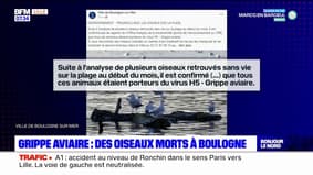 Grippe aviaire: des oiseaux morts retrouvés à Boulogne-sur-Mer