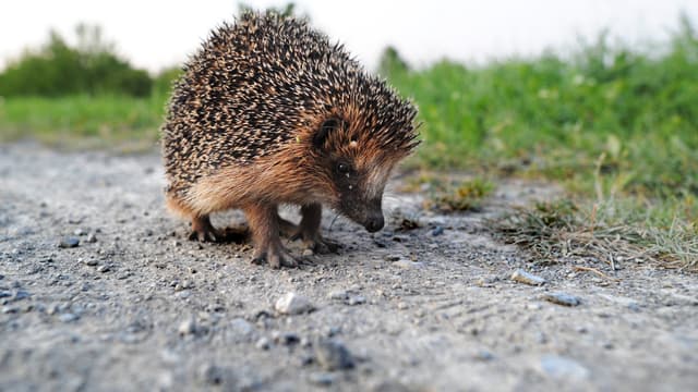 Un hérisson sur un chemin près de Hannovre-Wülfrode, dans le centre d'Allemagne, le 12 août 2012. (Photo d'illustration)