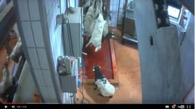 L'Association L214 a diffusé le 29 mars une vidéo dénonçant les pratiques employées par le personnel de l’abattoir du Pays de Soule.