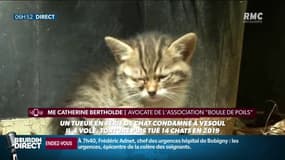 Le "serial killer" de chats condamné à Vesoul: 10 mois de prison avec sursis 