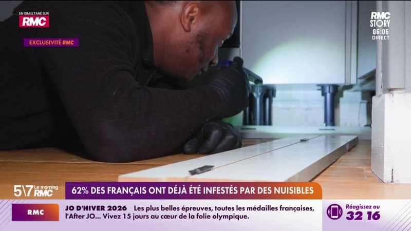 Nuisibles : les infestations ont doublé en cinq ans