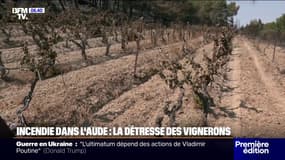 Incendie dans l’Aude: le désespoir des vignerons sinistrés