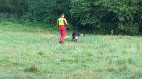 Un chien renifleur, le 10 juillet au matin, lors des recherches pour retrouver le petit Emile, disparu au Vernet