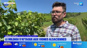Alsace: 85% des parcelles de vignes attaquées par le mildiou