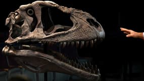 Les restes d'un nouveau dinosaure géant ont été découverts en Argentine