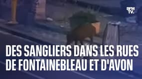 Des sangliers dans les rues d'Avon et de Fontainebleau