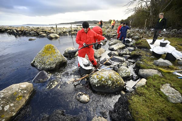 Des personnes nettoient le pétrole dans la réserve naturelle de Spraglehall à Krokas près de Horvik, en Suède, alors que les travaux de dégagement du ferry Marco Polo échoué et les opérations de nettoyage après la marée noire se poursuivent le 23 octobre 2023. Les garde-côtes suédois ont déclaré le 23 octobre 2023 qu'ils travaillaient au nettoyage d'une importante marée noire en mer Baltique après l'échouage d'un ferry transportant des passagers au cours du week-end.