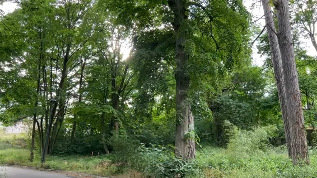 placeholder video