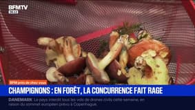  "Je n'aime pas quand les gens vous suivent": en Alsace, les cueilleurs tentent de garder secret leur coin à champignons 