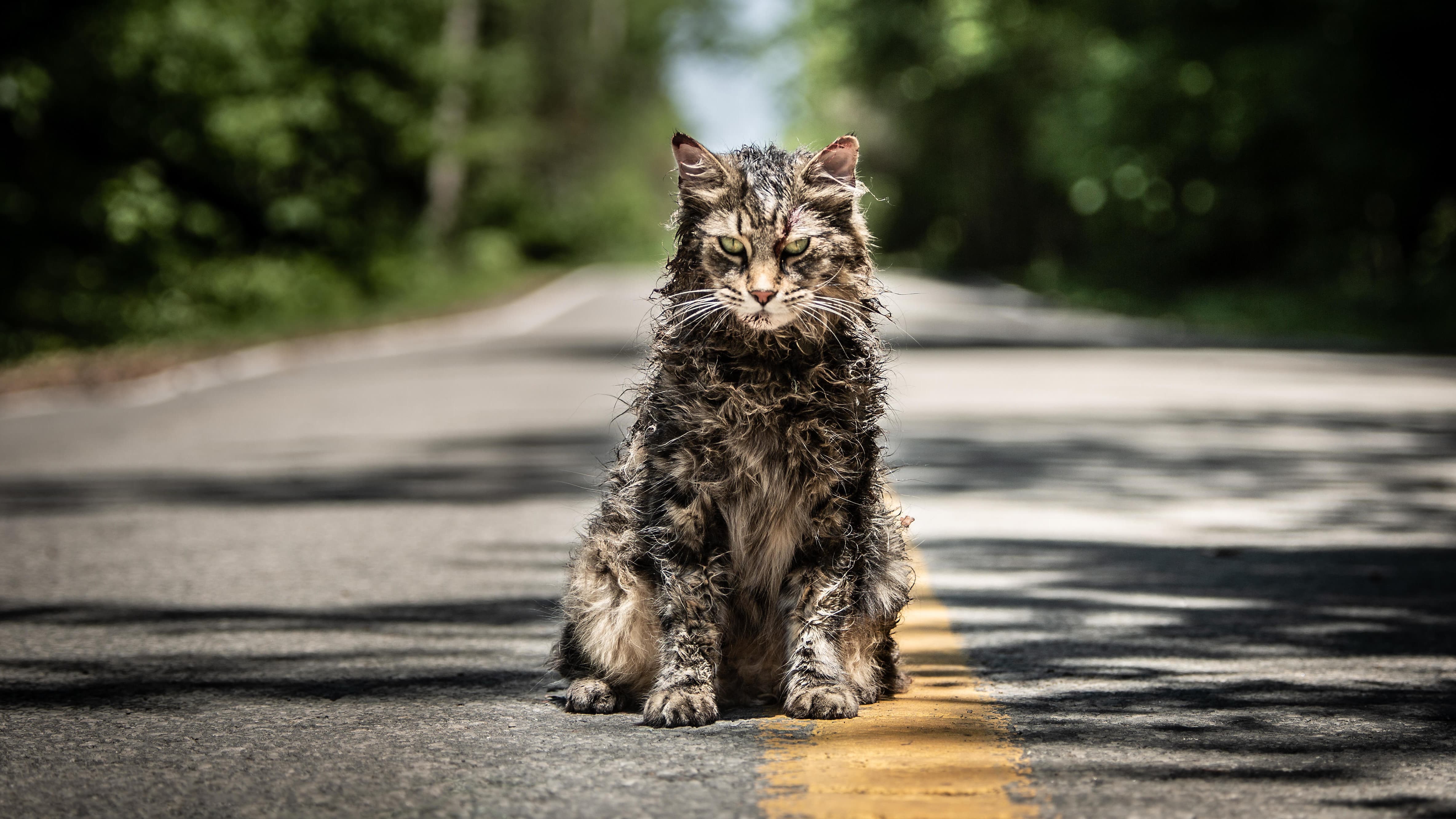 Le Chat Leo Star Du Film Simetierre Est Mort