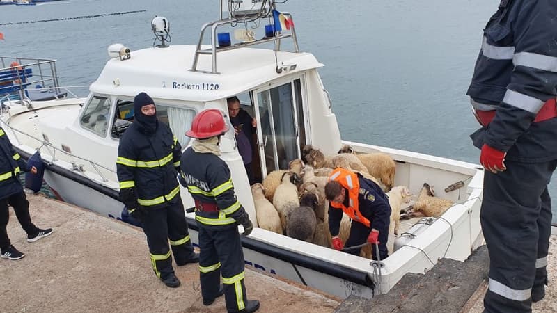 Le sauvetage des animaux au large des côtes roumaines ce mardi.