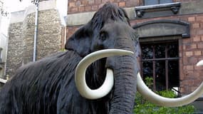 Français : Mammouth du Muséum National d'Histoire Naturelle à Paris, devant la Galerie d'anatomie comparée et Paléontologie.