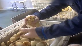 À peine nés, les canetons destinés à la production de foie gras sont triés selon leur sexe, et les femelles, inutiles, sont broyées vivantes.