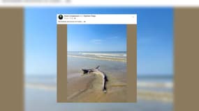 Une émissole tachetée, appartenant à la famille des requins, a été retrouvée par un passant à Equihen-Plage le 10 juin dernier.