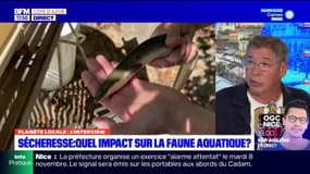 Planète Locale du lundi 7 novembre - Sécheresse, quel impact sur la faune aquatique ? - 07/11