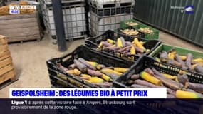 Geispolsheim: des légumes bio à petit prix