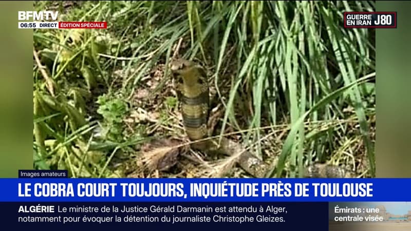 Le cobra reste toujours introuvable près de Toulouse, les établissements scolaire rouvrent ce lundi