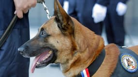 Vers un statut officiel de chien policier?
