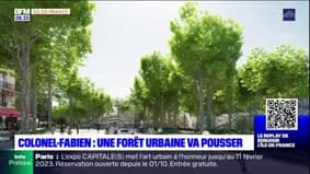 Paris: une forêt urbaine va pousser place Colonel-Fabien