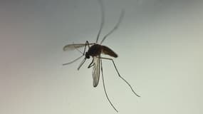 Le virus Zika a touché environ 1,5 million de personnes au Brésil.
