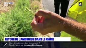 Allergies aux pollens: l'ambroisie fait son retour dans le Rhône